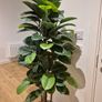 Artificial Plant Image 2