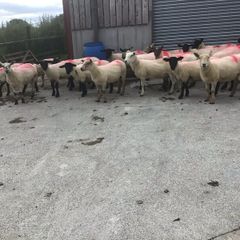 Hogget Ewes for sale, ideal for breeding