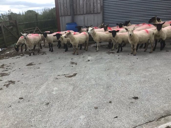 Hogget Ewes for sale, ideal for breeding