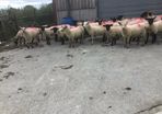 Hogget Ewes for sale, ideal for breeding