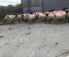 Hogget Ewes for sale, ideal for breeding