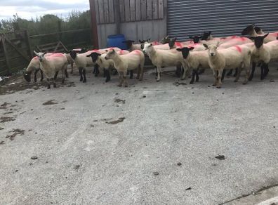 Hogget Ewes for sale, ideal for breeding