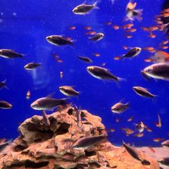 fish