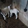 goats Image 3