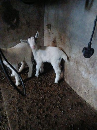 goats