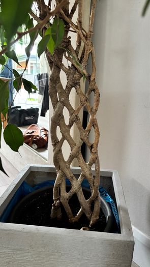 Weeping Fig, house tree
