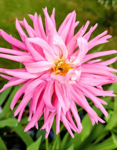 Cactus Dahlias Autumn Flowering