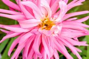 Cactus Dahlias Autumn Flowering