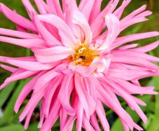 Cactus Dahlias Autumn Flowering