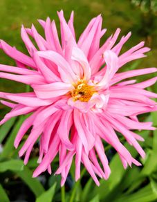 Cactus Dahlias Autumn Flowering