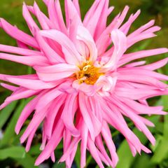 Cactus Dahlias Autumn Flowering