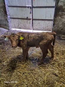 Calf (JP)
