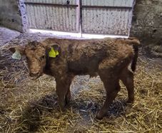 Calf (JP)