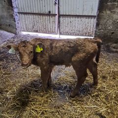 Calf (JP)