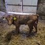 Calf (JP) Image 3