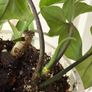 houseplant Philodendron 69686 Image 3