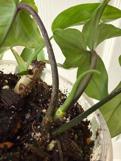 houseplant Philodendron 69686