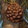 Pine trees , pinus pinea , stone pine Image 3