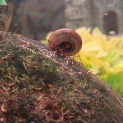 ramshorn snails