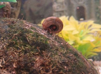 ramshorn snails