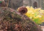 Ramshorn snails