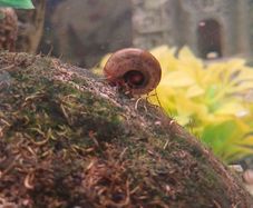 Ramshorn snails