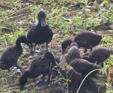 Cayuga duck and ducklings for sale