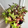 Tradescantia plant Image 2