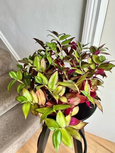 Tradescantia plant