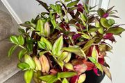 tradescantia zebrina plant