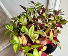 tradescantia zebrina plant