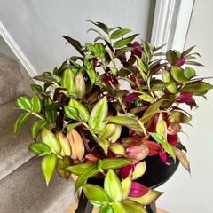 tradescantia zebrina plant