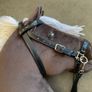 Hobby horses Image 8