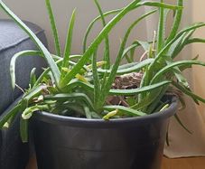 aloe Vera plant