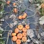 Pumpkins  for sale   Dublin Image 2