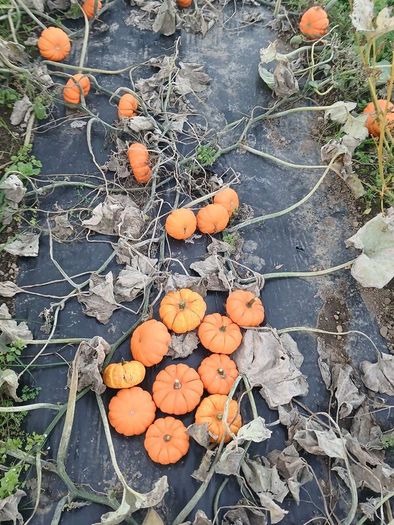 Pumpkins  for sale   Dublin