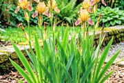 Iris Evergreen Dry Shade Flower