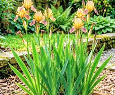 Iris Evergreen Dry Shade Flower