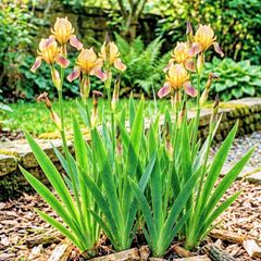 Iris Evergreen Dry Shade Flower
