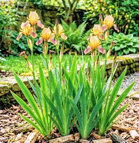 Iris Evergreen Dry Shade Flower