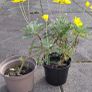 Euryops Image 3
