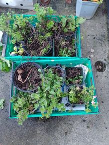 Free Pot Bound Mint
