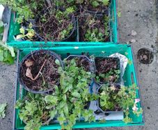 Free Pot Bound Mint