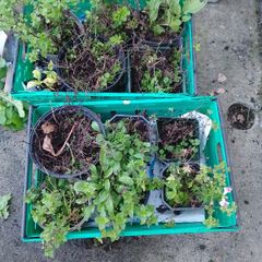 Free Pot Bound Mint
