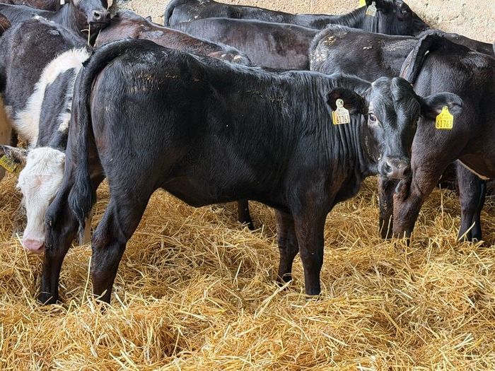31 Properly Well Fed Calves