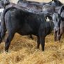 31 Properly Well Fed Calves Image 3