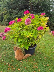 Hydrangea