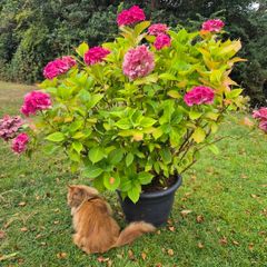 Hydrangea