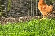 Roosters