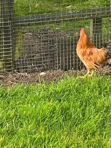 Roosters